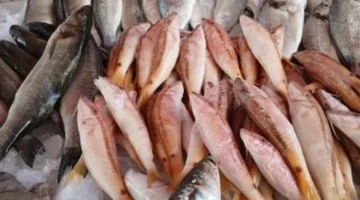 أسعار البلطى في القليوبية اليوم الجمعة 5-12-2025